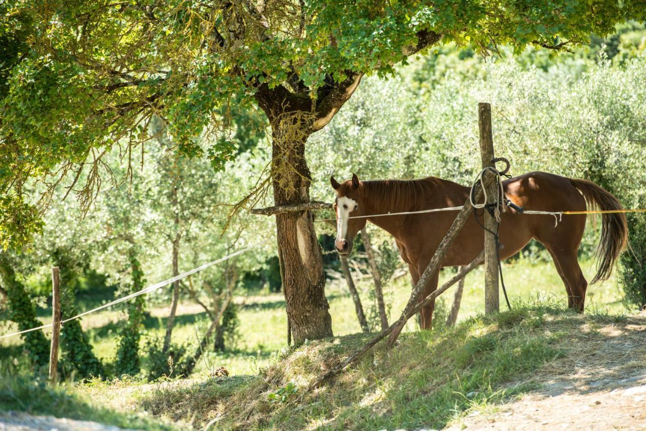 Agriturismo Fattoria Lavacchio Понтассьєве Екстер'єр фото