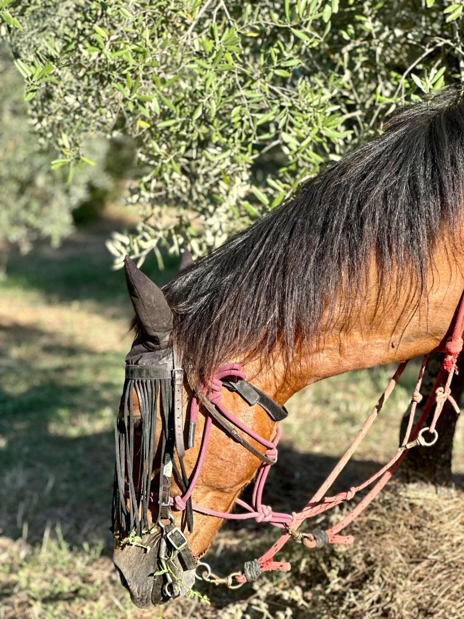 Agriturismo Fattoria Lavacchio Понтассьєве Екстер'єр фото